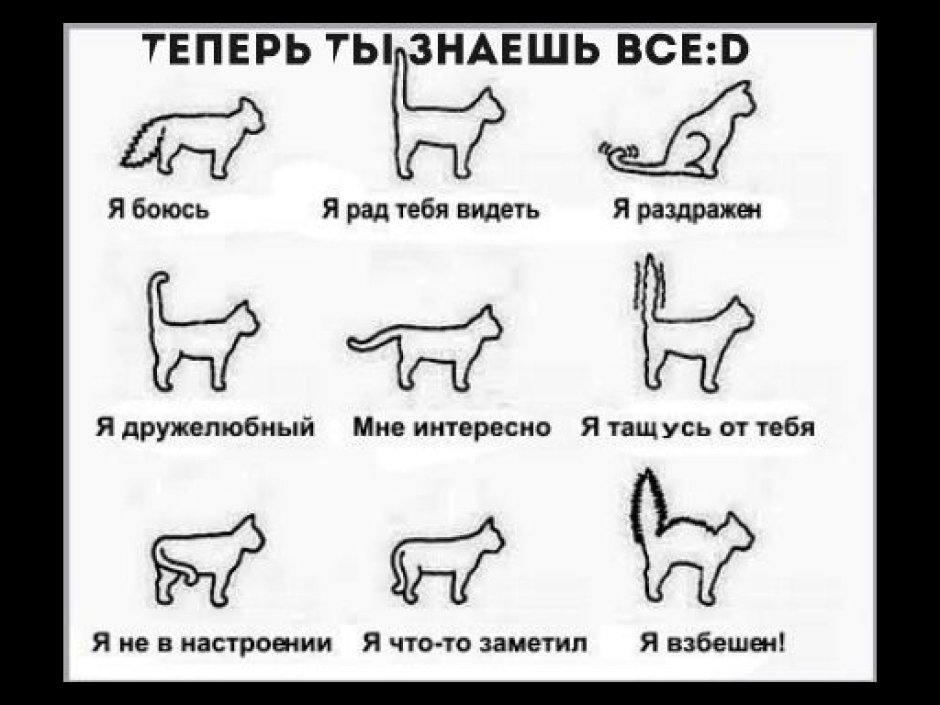 Кот с 4 хвостами