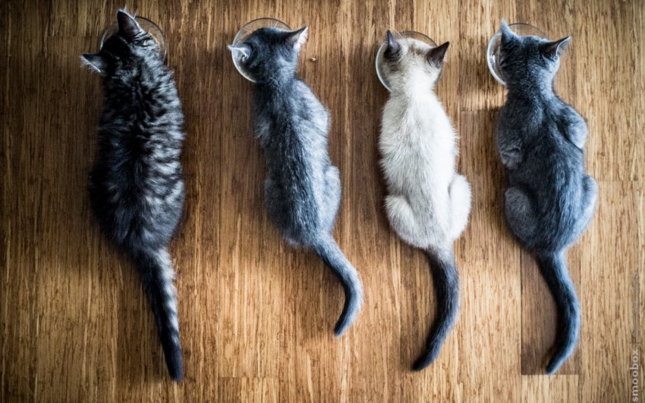 Парни с хвостом кошачьим