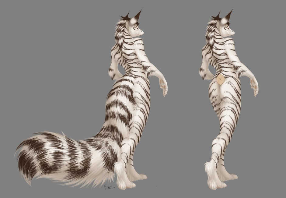 Кошачий хвост