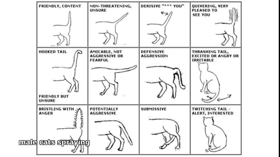 Кошачьи уши