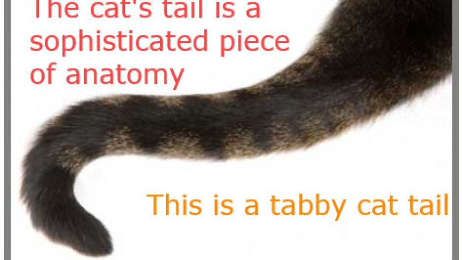 Коты Воители позы референс