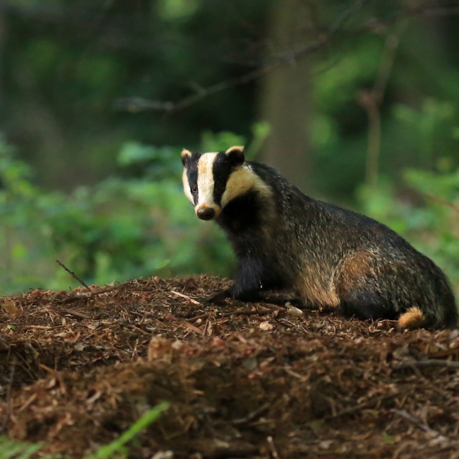 Badger без рекламы