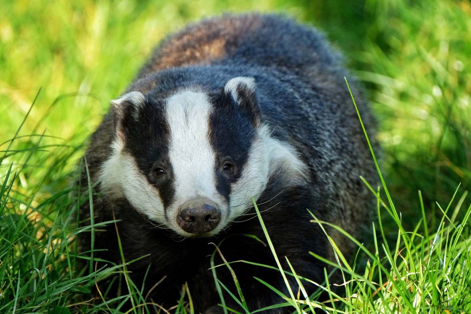 Badger Badger Badger