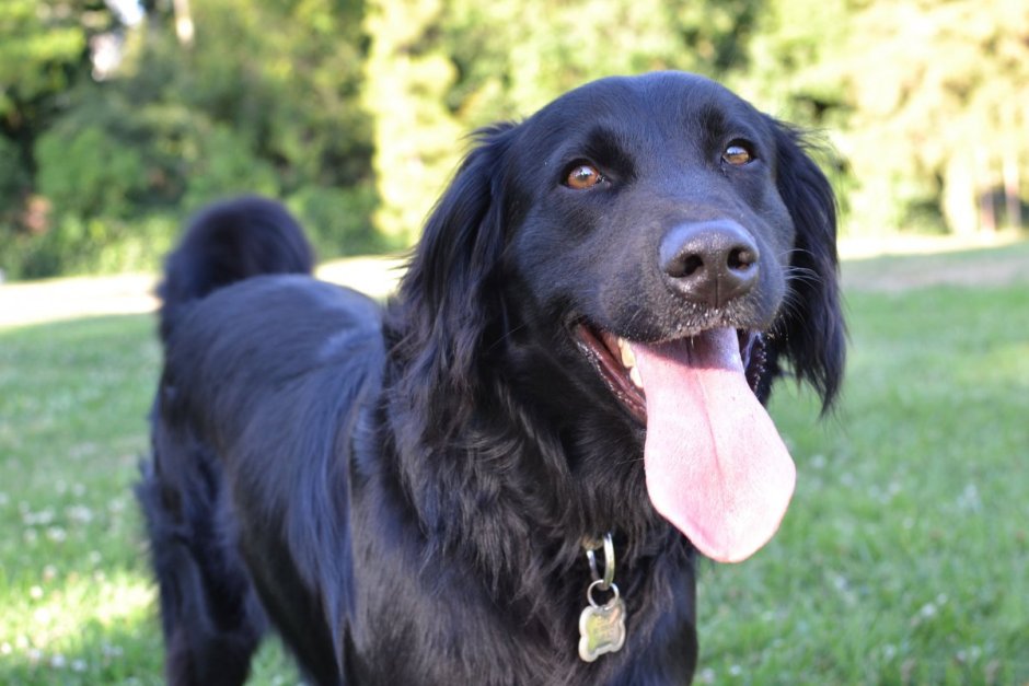 Лабрадор ретвилер окрас