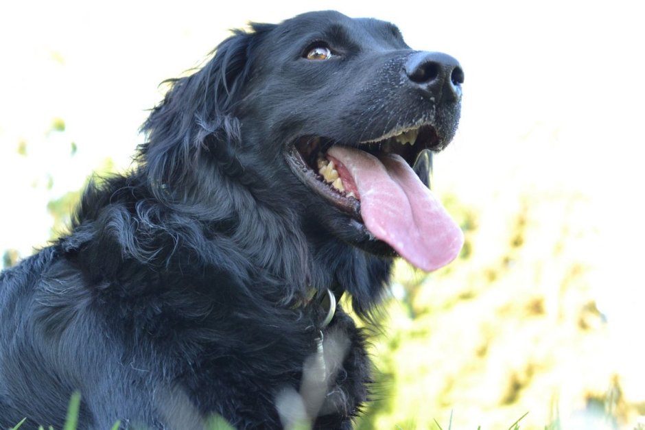 Золотистый ретривер чёрный