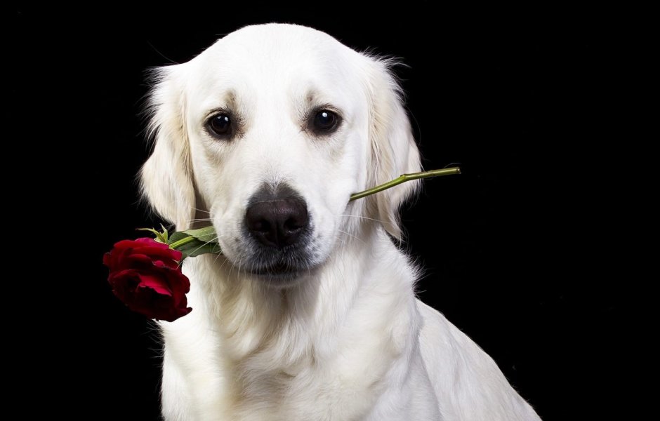 Золотистый ретривер с пятном