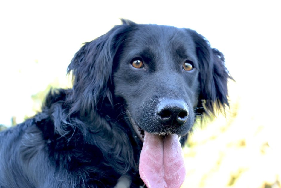 Черный ретривер лохматый