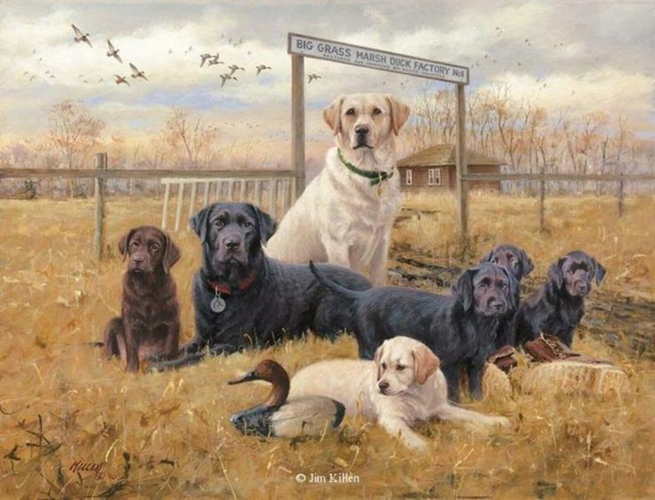 Золотистый ретривер