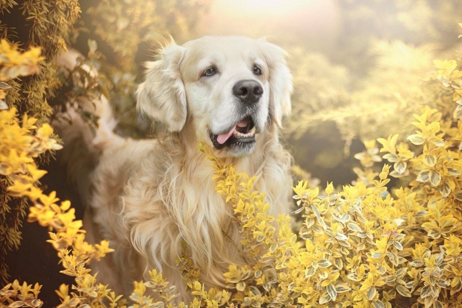 Капас спирит питомник лабрадоров