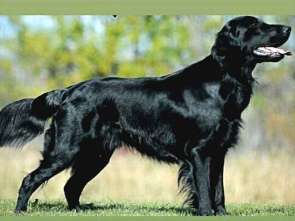 Красный лабрадор