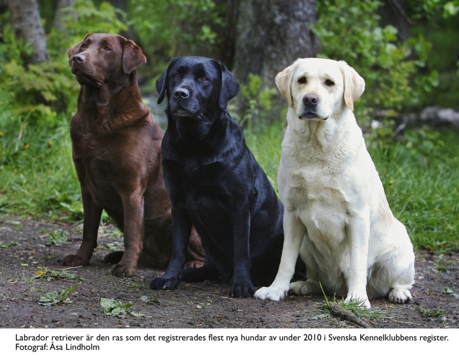 Прямошерстный ретривер шоколадный