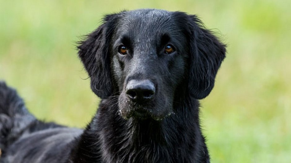 Канадский золотистый ретривер