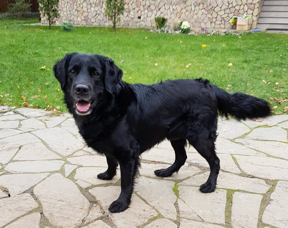 Ретривер черный длинношерстный