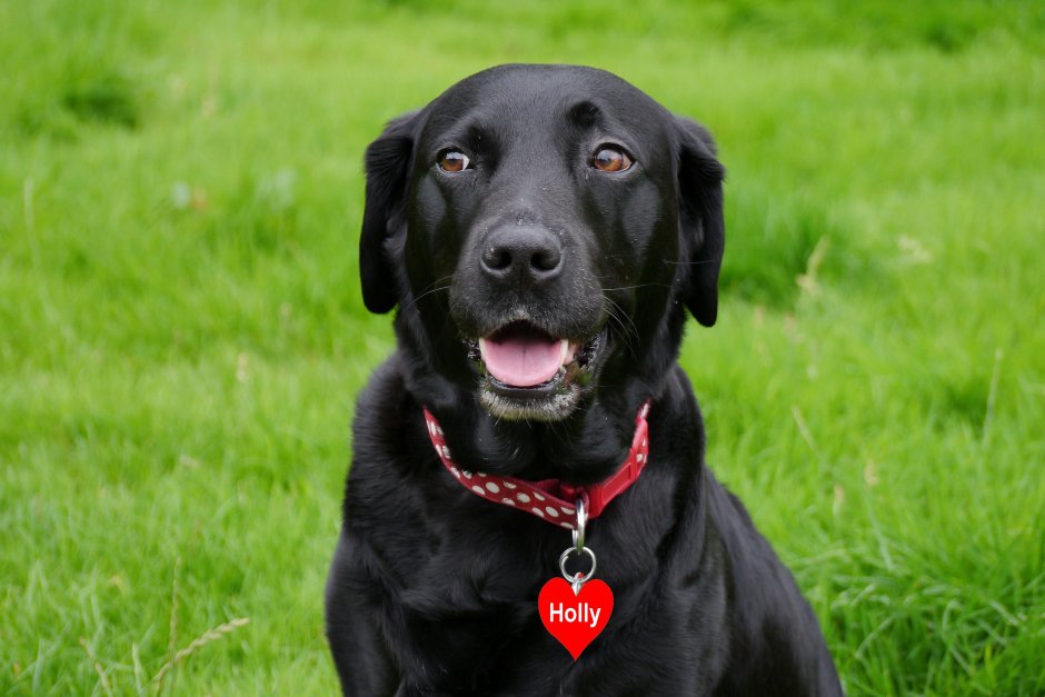 Щенок ретривера на природе