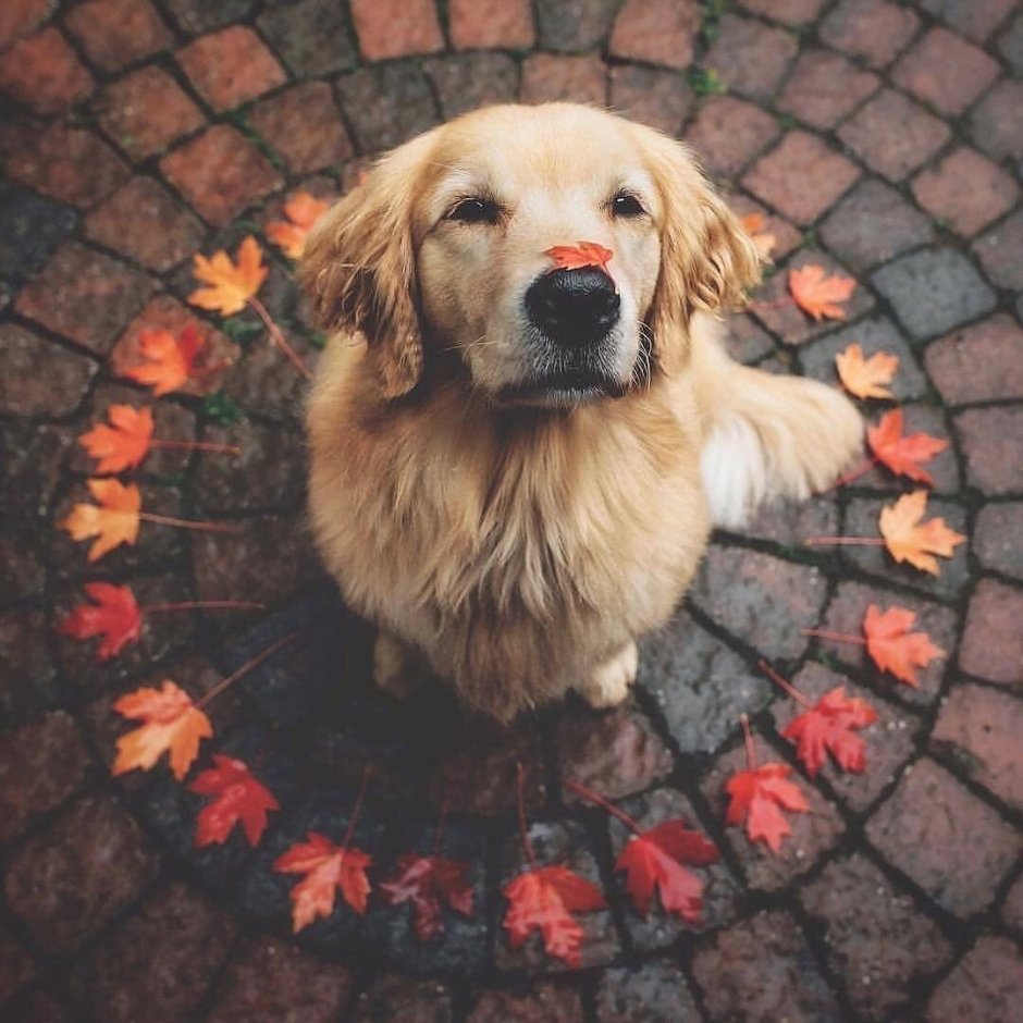 Лабрадор ретривер черный щенок