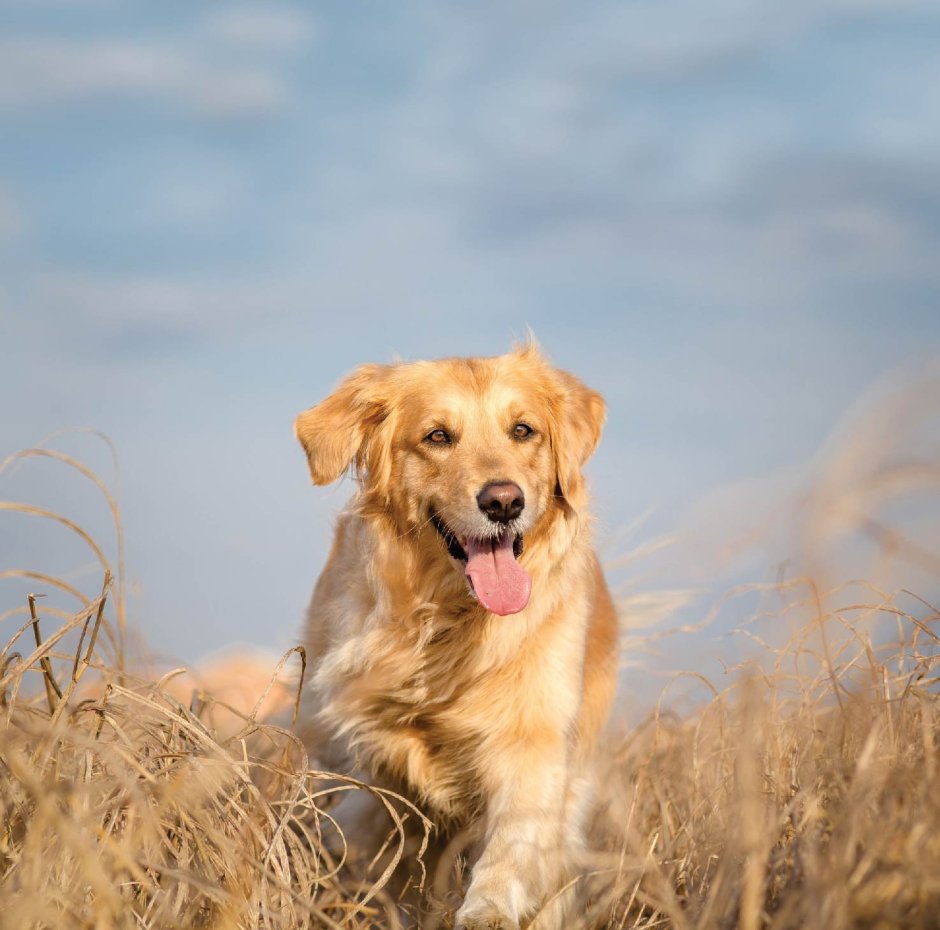 Золотистый ретривер девочка