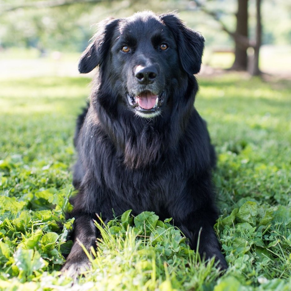 Золотистый ретривер чёрный