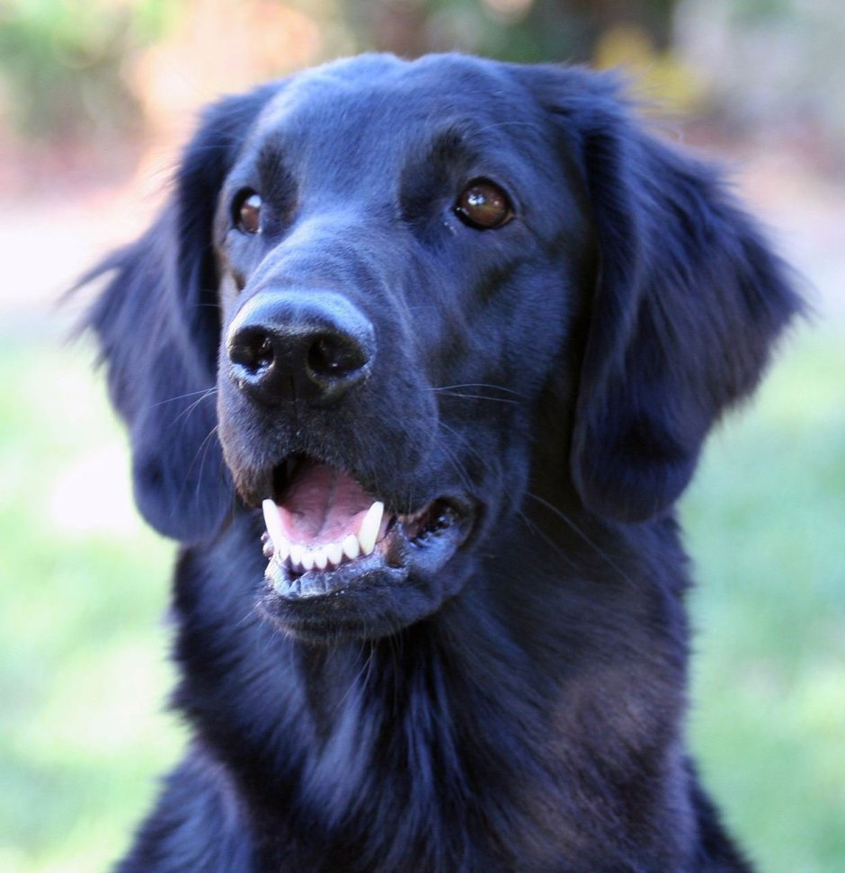 Лабрадор ретривер прямошерстный