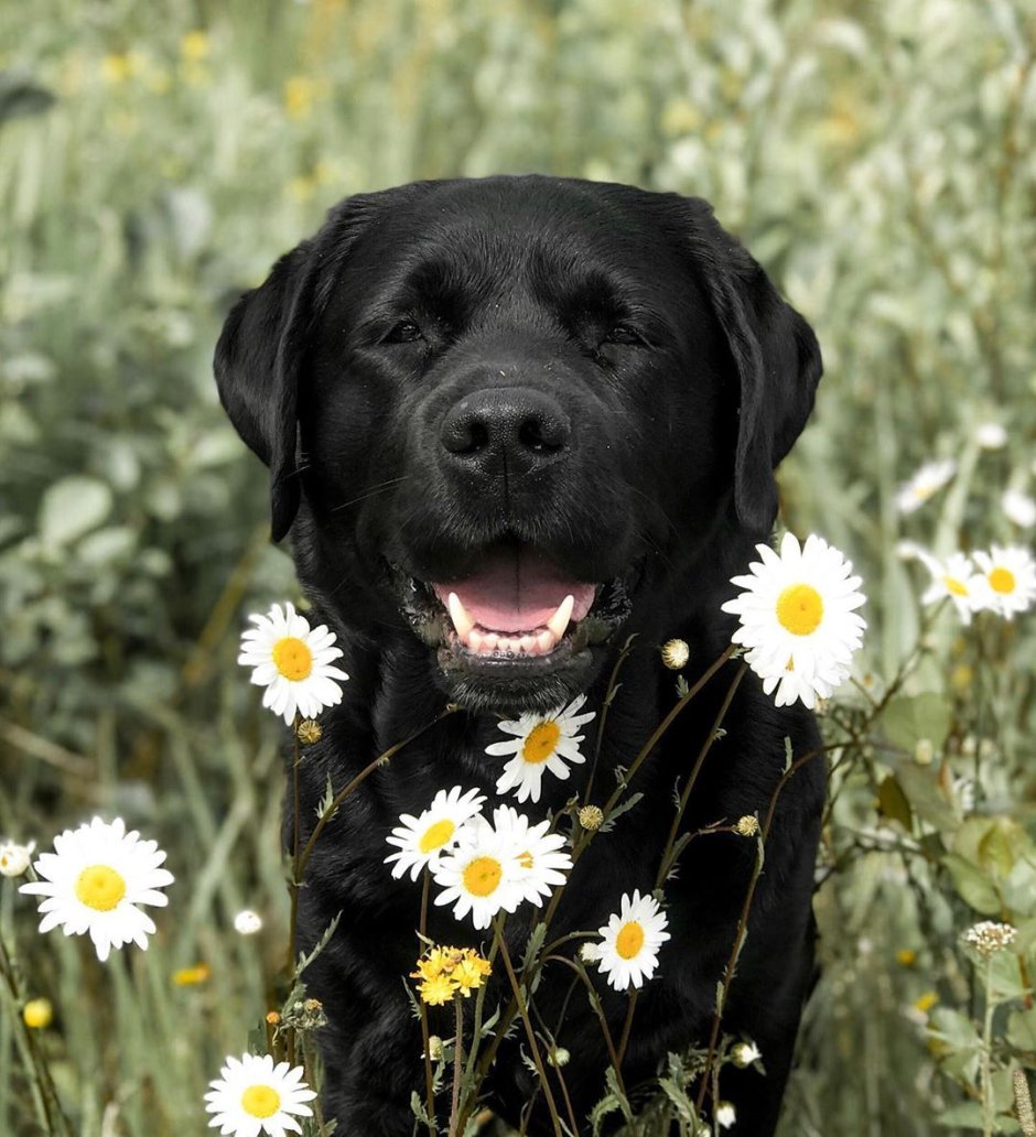 Много собак