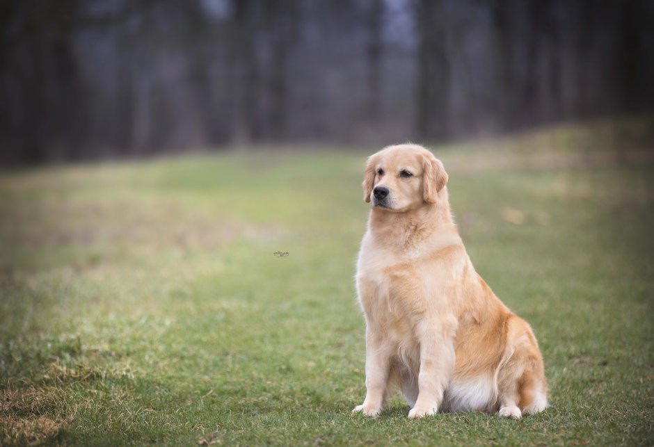 Золотистый ретривер Холли