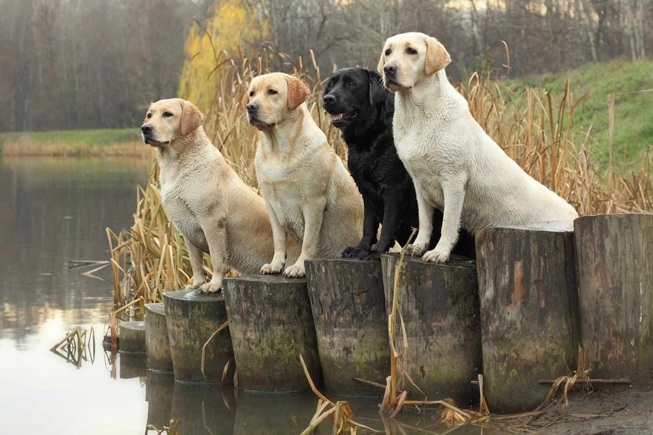 Веселый щенок лабрадора