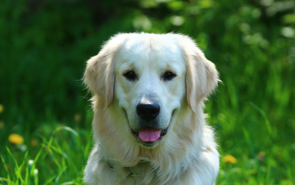 Паспорт золотистого ретривера