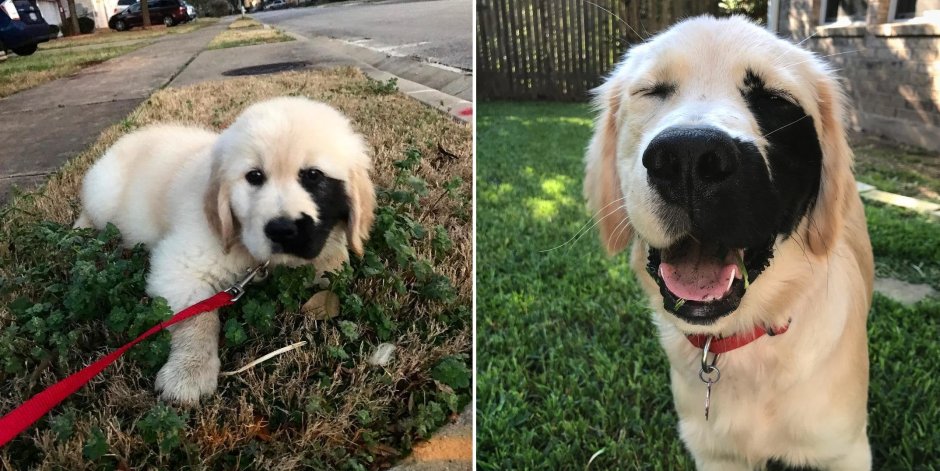 Золотистый ретривер в костюме