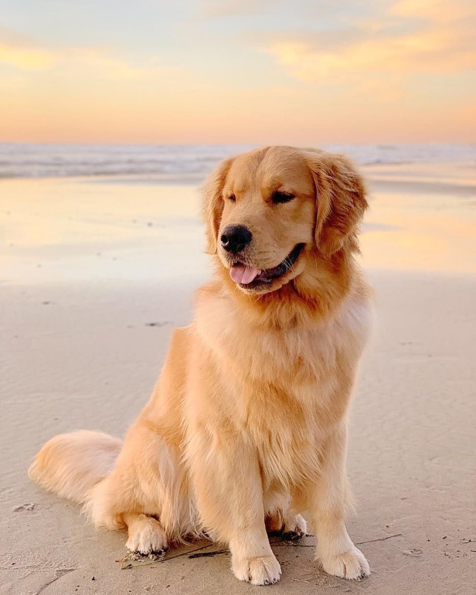 Золотистый ретривер чёрный