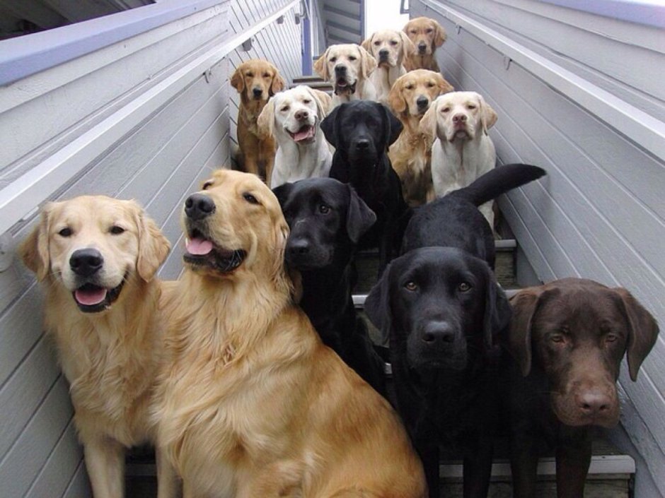 Золотистый ретривер и ротвейлер