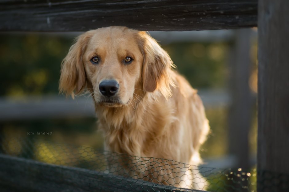 Собака золотистый ретвилер