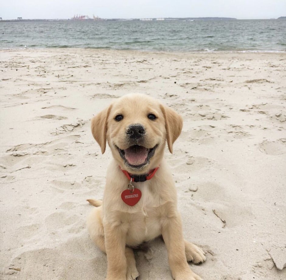 Золотистый ретривер и цветы