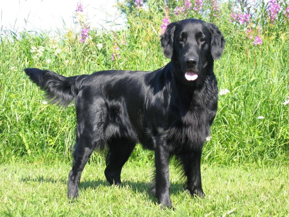 Американский лабрадор черный