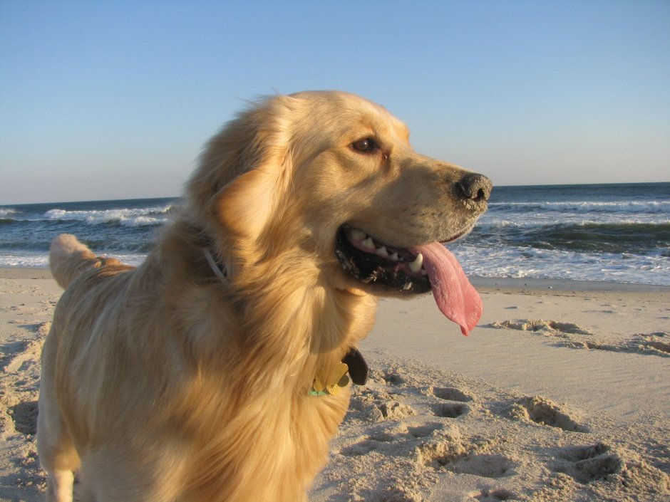 Золотистый ретривер черный