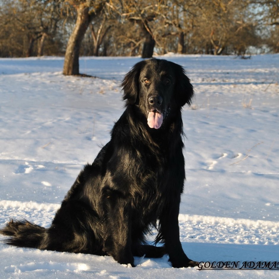 Ретривер золотистый улыбка