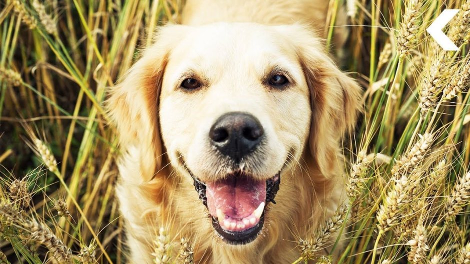 Джим Киллен лабрадор