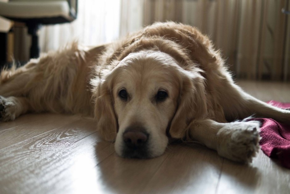 Гладкошерстный ретривер черный