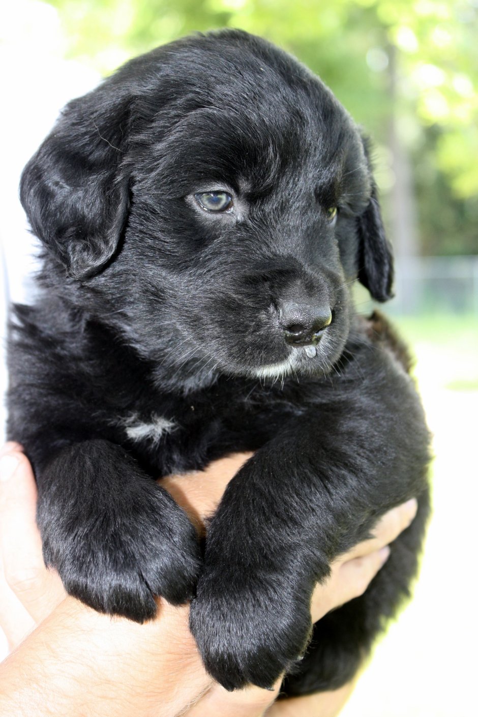 Лабрадор ретривер прямошерстный