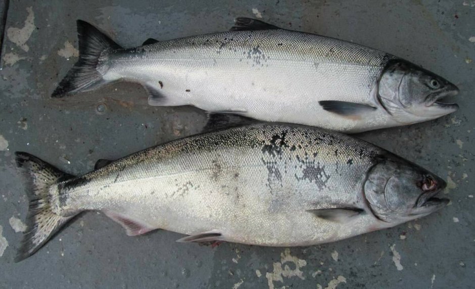 Кижуч (Oncorhynchus kisutch)