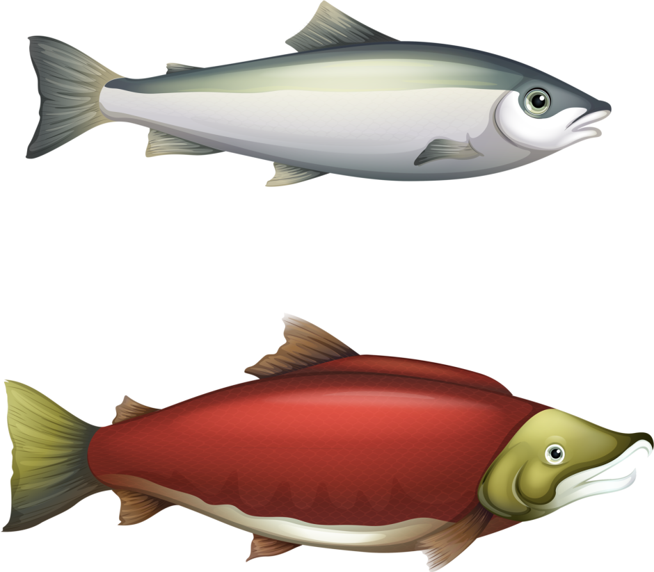 Горбуша (Oncorhynchus gorbuscha)