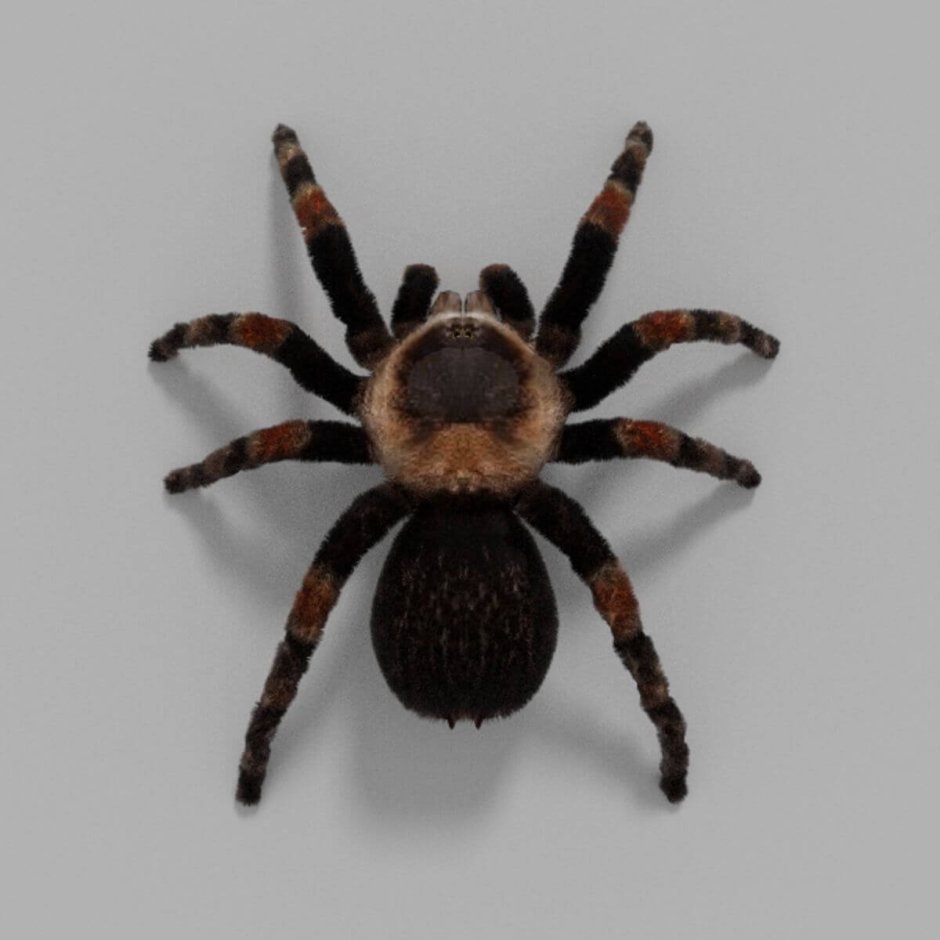 Funnel web Spider паутина