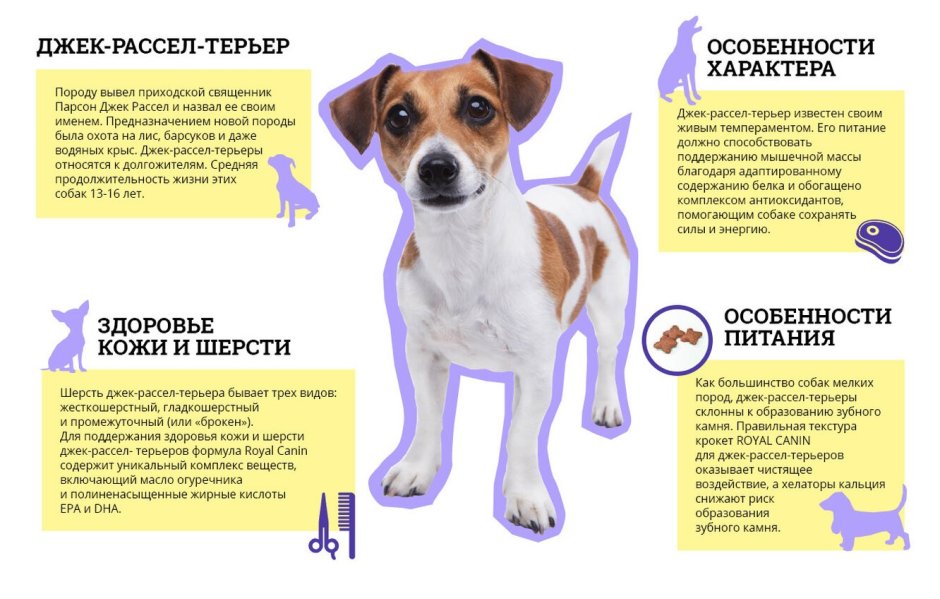 Парсон Джек Рассел терьер
