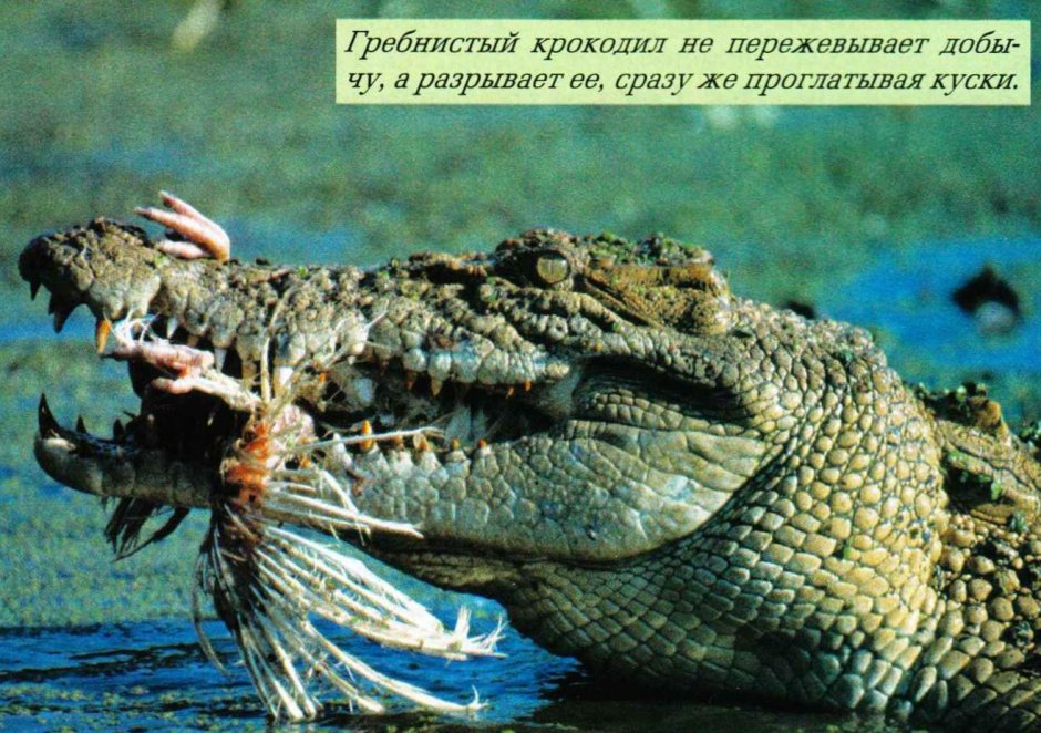 Гребнистый крокодил Густав