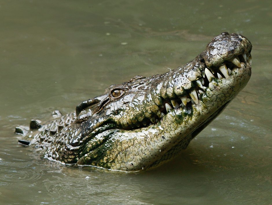 Морской крокодил (Crocodylus porosus)