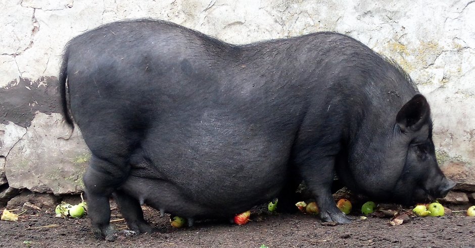 Морская Свинка агути