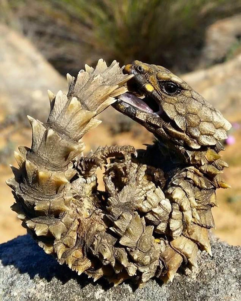 Поясохвост питание