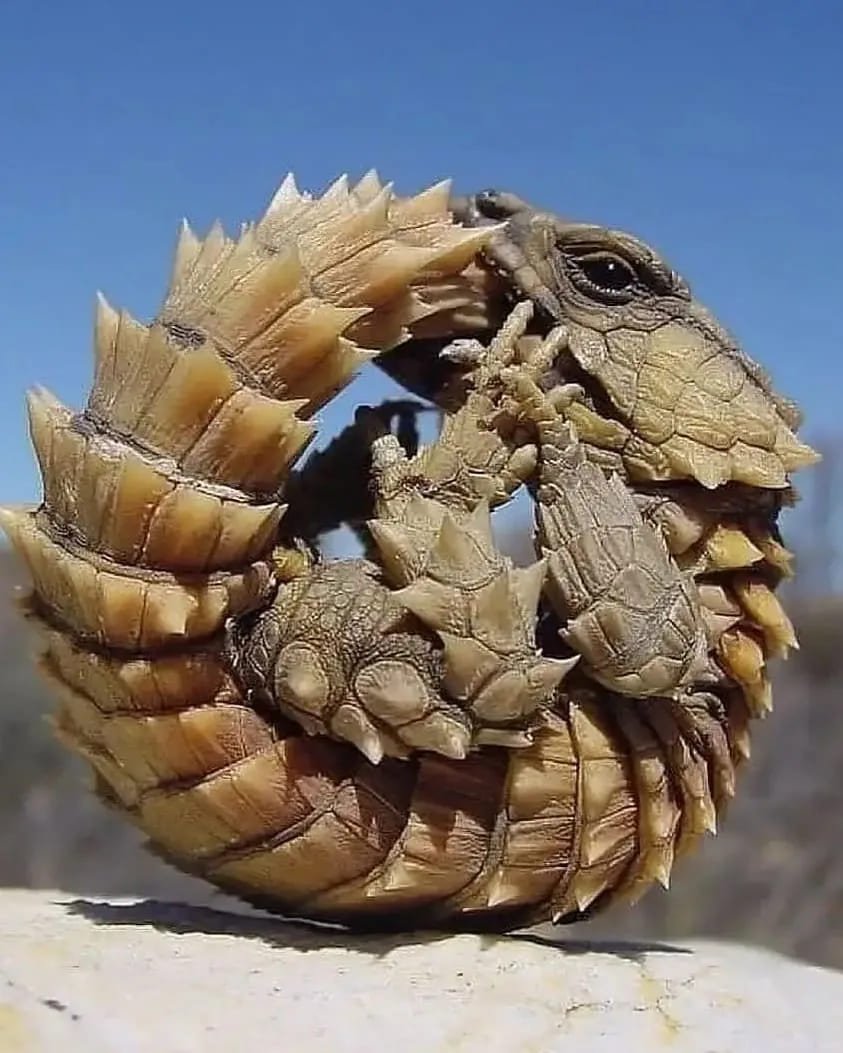 Южноафриканский поясохвост