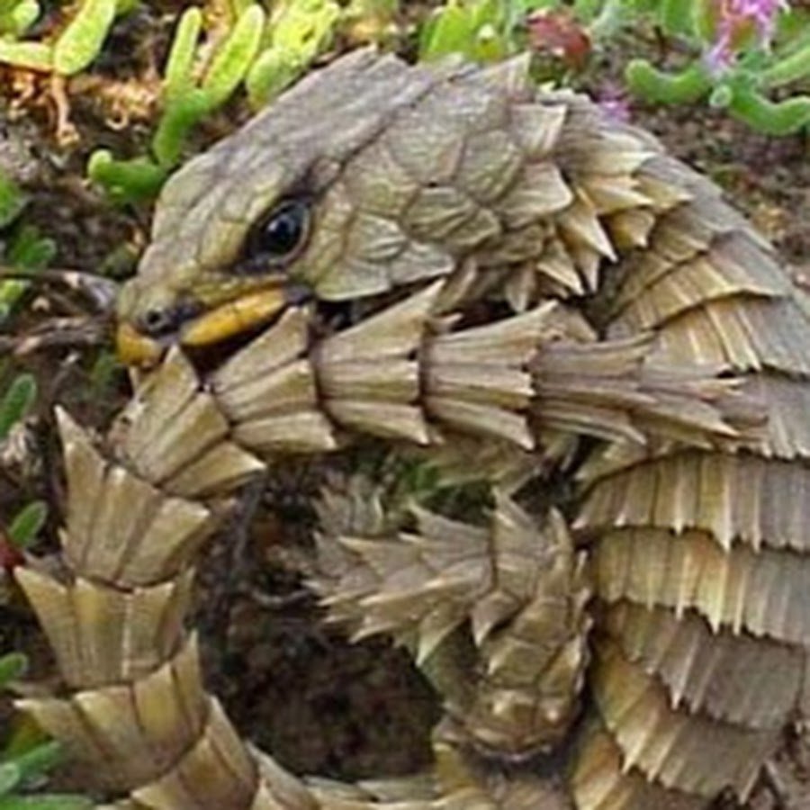 Африканский дракон