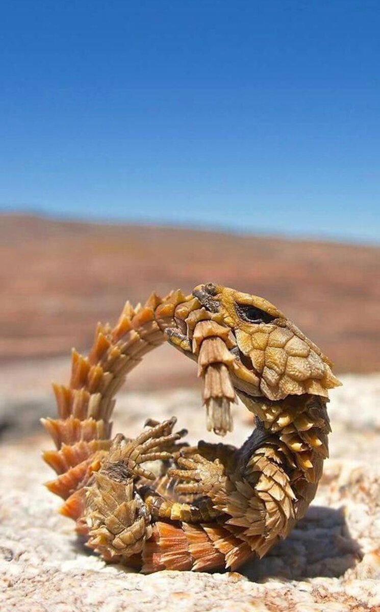 Ящерица дракон поясохвост