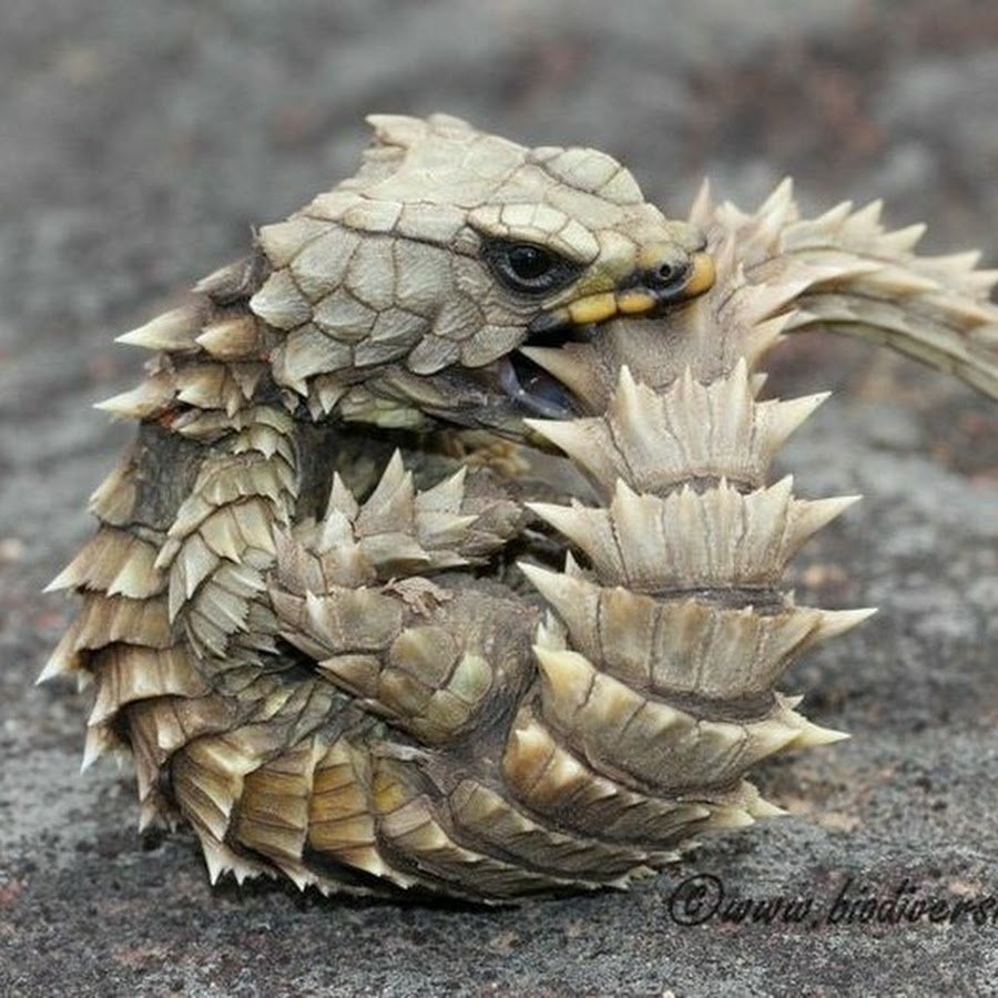 Поясохвост: карликовый дракон