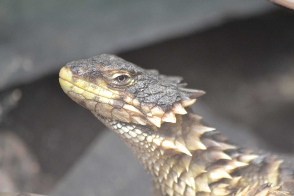 Ящерица поясохвост